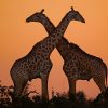 Agencia de viajes de safari a Africa